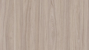 Swiss Elm Champagne